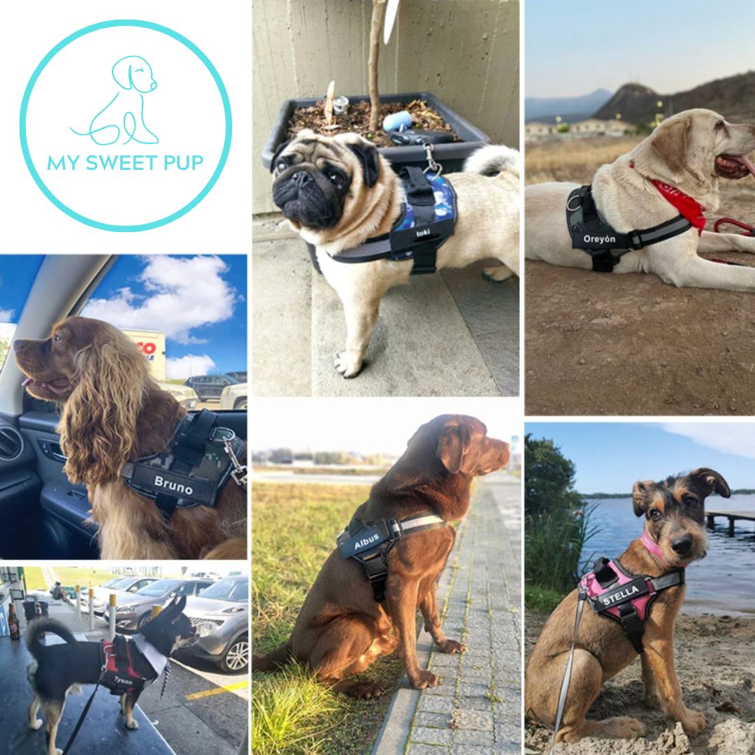 Personalized Dog Harness