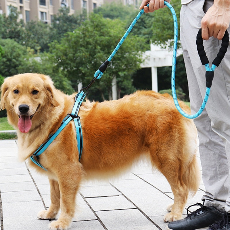 Comfort Leash