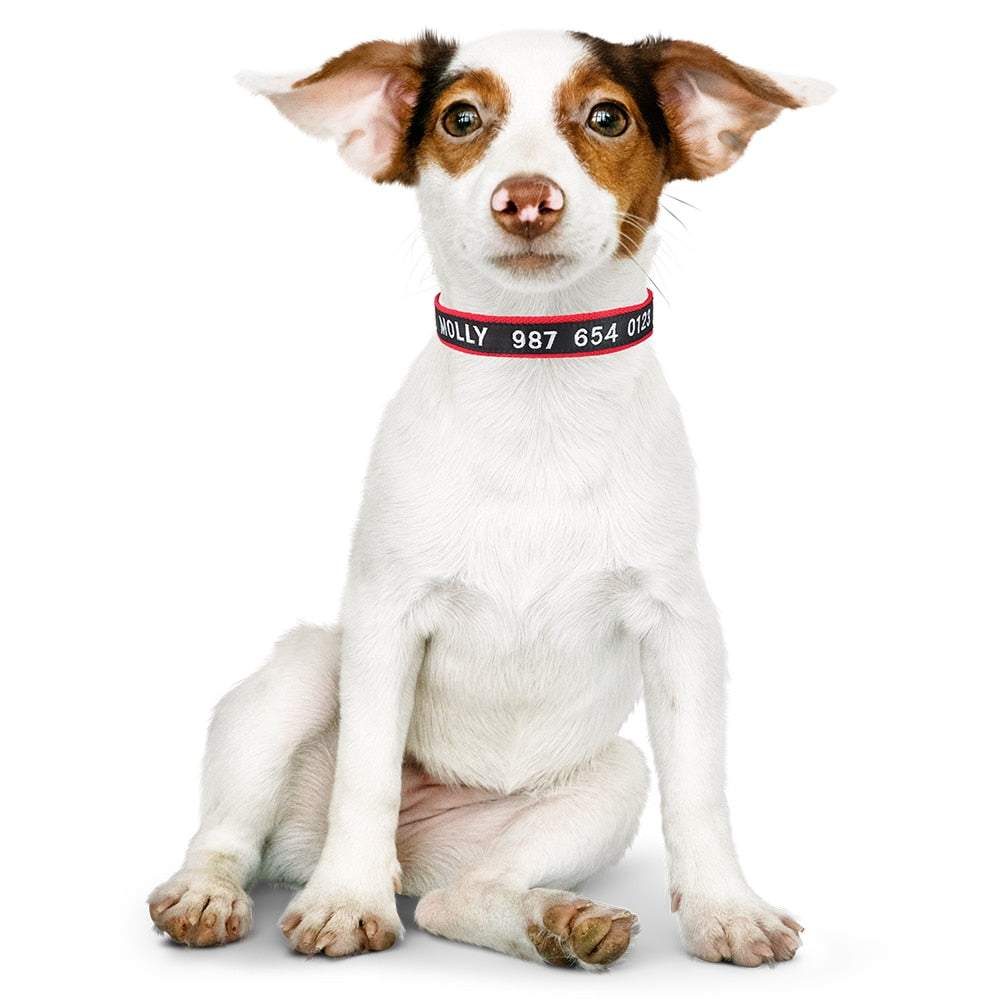 Embroidered Personalized Collar