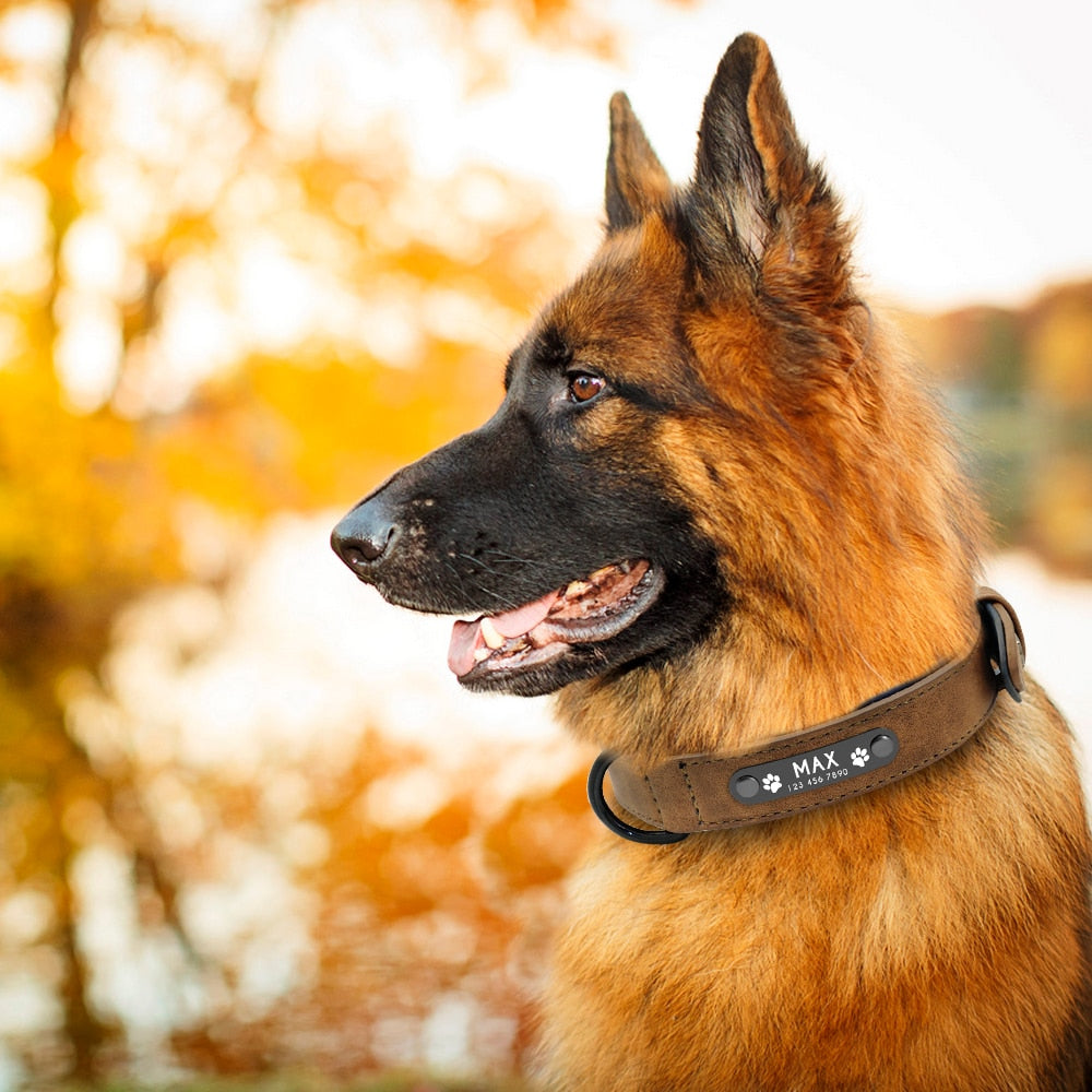 Leather Collar + Leash Set