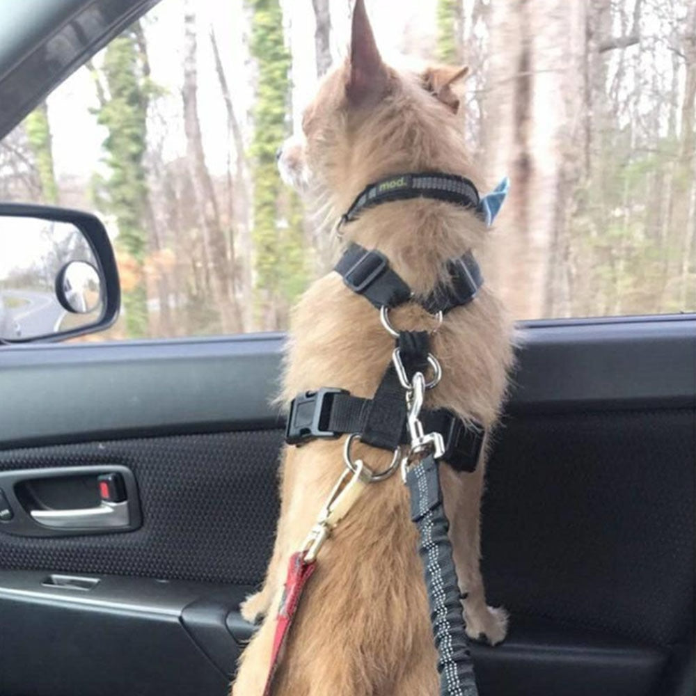 Pup Seatbelt (Buckle)