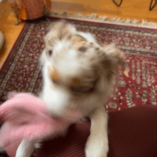 Best Buddies Toys (Stuffing-Free)