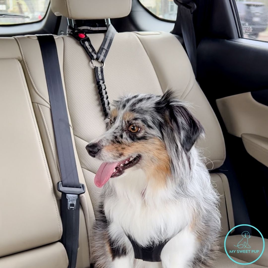 Pup Seatbelt (Headrest)