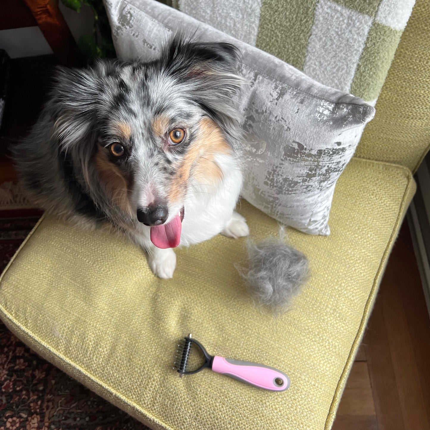 PetBrush Pro